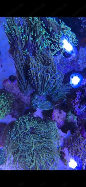 Ableger Korallen LPS SPS Zoas Euphyllia Bild 4