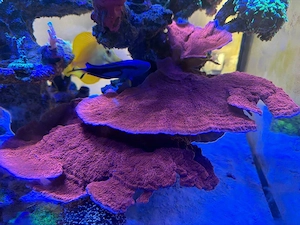 XXL Montipora Platte rot