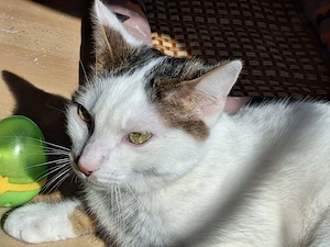 Novo   verschmuster junger Kater sucht Zuhause (Peißenberg Weilheim)