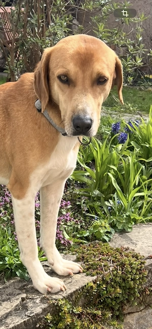 Ich wünsche mir für Lenny ein tierisch schönes Leben! Wer hat das Plätzchen für das  Schätzchen