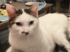 Novo   verschmuster junger Kater sucht Zuhause (Peißenberg Weilheim)