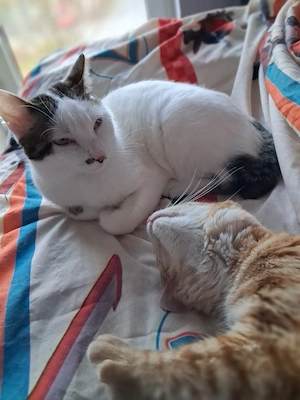 Novo   verschmuster junger Kater sucht Zuhause (Peißenberg Weilheim)