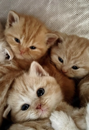 Wurfankündigung BKH Anfang Mai Glückskätzchen, Kater red creme silver smoke