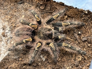 Vogelspinnen > Grammostola pulchripes
