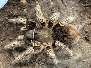 Vogelspinne > Aphonopelma seemanni