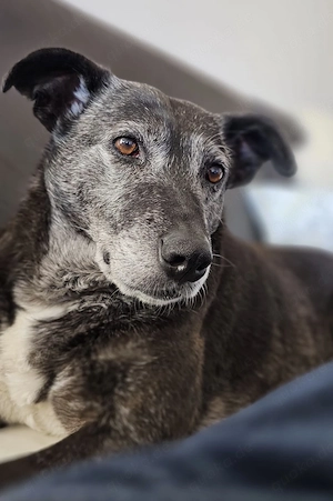 Blacky - freundlich, sehr menschenbezogen und verträglich