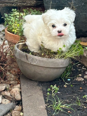 Malteser Mini Reinrassiger Rüde 