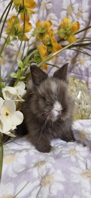 megasüsse kleinbleibend Zwergkaninchen,Teddy Löwenkopfzwerge
