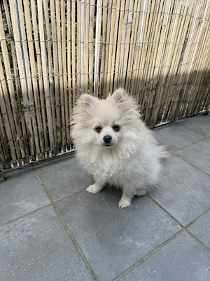 Pomeranian Zwergspitz Welpe Bild 4