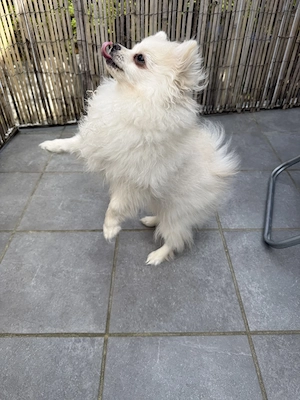 Pomeranian Zwergspitz Welpe Bild 5