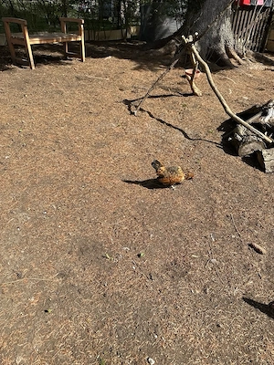 Verkaufe 2 Antwerpener Bartzwerge Hennen