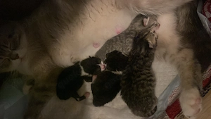 Reinrassige BKH Kätzchen    Bilder folgen