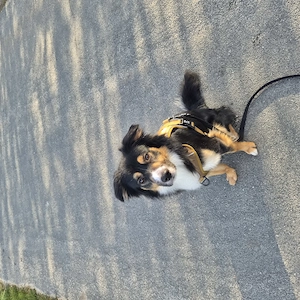 Wir suchen ein neues Zuhause für unseren schnauzer-Australian shepherd rüde