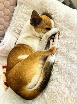 7 Jahre alte Hündin abzugeben 