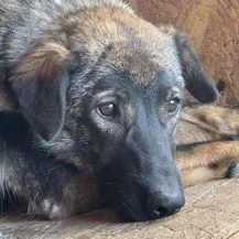 Rana ca. 45 cm   ist noch nicht am Ziel