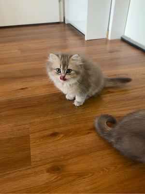 BLH BKH Kitten sucht liebevolles Zuhause