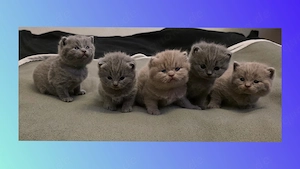 5 süße Britisch Kurzhaar Kitten ( reinrassig), suchen ein liebevolles zu Hause 