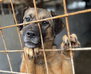 Dafne ca. 48 cm   die Freundliche