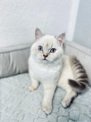 Weißer BKH Kitte mit blauen Augen schöne Fellzeichnung