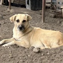 Marli W ca. 45 cm   die Fürsorgliche