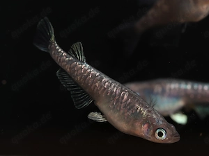 Medaka Kagami - Reisfische - Teich Fische - Outdoor - Miniteich