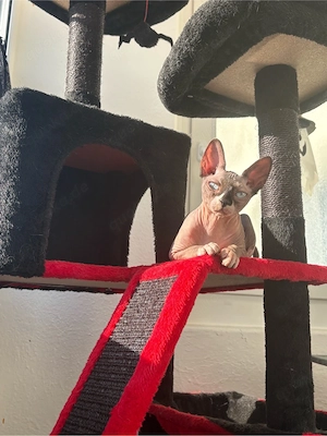 Ich suche einen neuen Dosenöffner 