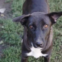 Mona G ca. 45 cm   die Neugierige