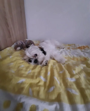 Shih-Tzu Welpen 