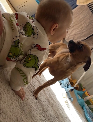 Süßer kleiner Hund abzugeben