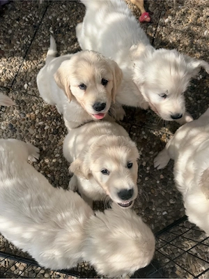 6 Golden Retriever Welpen