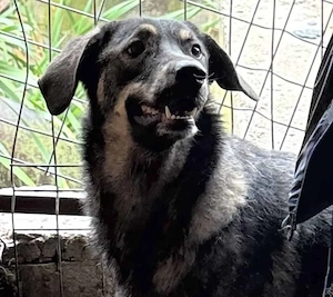 Sun S ca. 47 cm   die zuckersüße Begleiterin