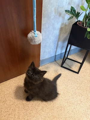 Main Coon   Perser Mix Kater 13 Wochen 