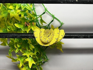 Baumpython Nachzuchten von 2025 zu verkaufen!