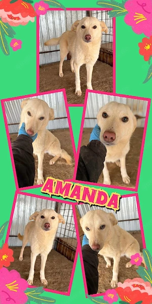 Tolle Amanda- bald auf Pflegestelle!