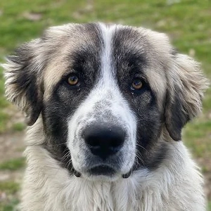 Chef, geb. ca. 07 2025, lebt in GRIECHENLAND, im städt. Tierheim Serres