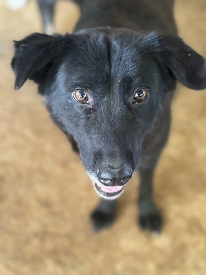 Delany ca. 47 cm   ist eine schwarze Schönheit