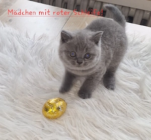 BKH Reinrassige Kitten. 