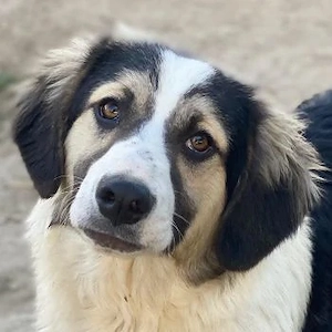 Rhydan, geb. ca. 09 2025, lebt in GRIECHENLAND, im städt. Tierheim Serres 