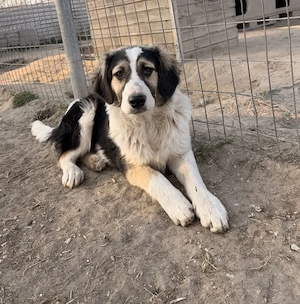 Rhydan, geb. ca. 09 2025, lebt in GRIECHENLAND, im städt. Tierheim Serres  Bild 3