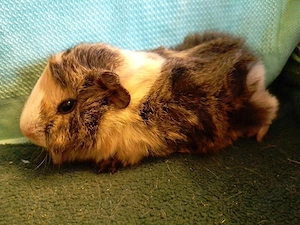 VINKO junger Meerschweinchen Bock sucht bald ein neues Zuhause 