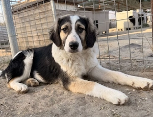 Rhydan, geb. ca. 09 2025, lebt in GRIECHENLAND, im städt. Tierheim Serres  Bild 2