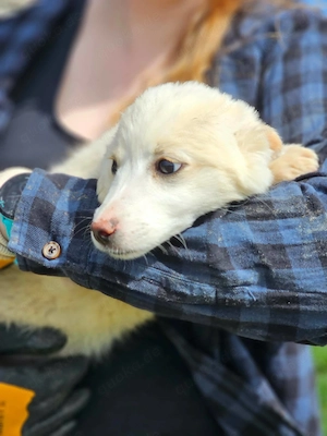 Süße Nina- bald auf Pflegestelle! Bild 5