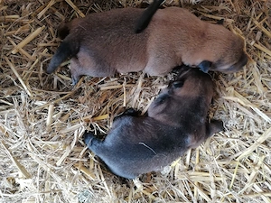 2 Jungs suchen ein neues Zuhause 