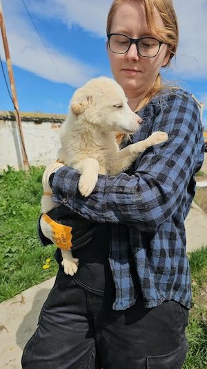 Süße Nina- bald auf Pflegestelle! Bild 4