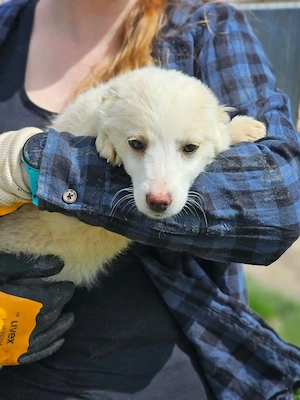 Süße Nina- bald auf Pflegestelle! Bild 2
