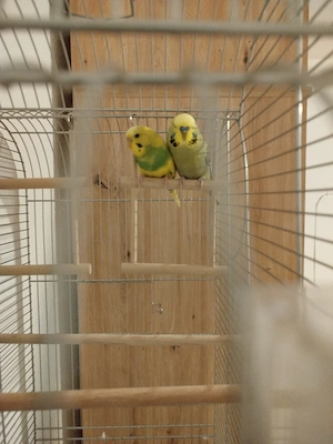 ein Paar Wellensittiche 