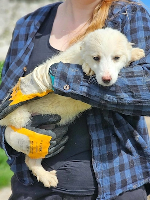 Süße Nina- bald auf Pflegestelle! Bild 3