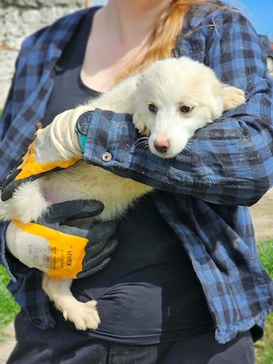 Süße Nina- bald auf Pflegestelle! Bild 6