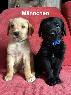 Labrador-Doodle Welpen