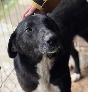 Maylo W ca. 58 cm   der Sportliche